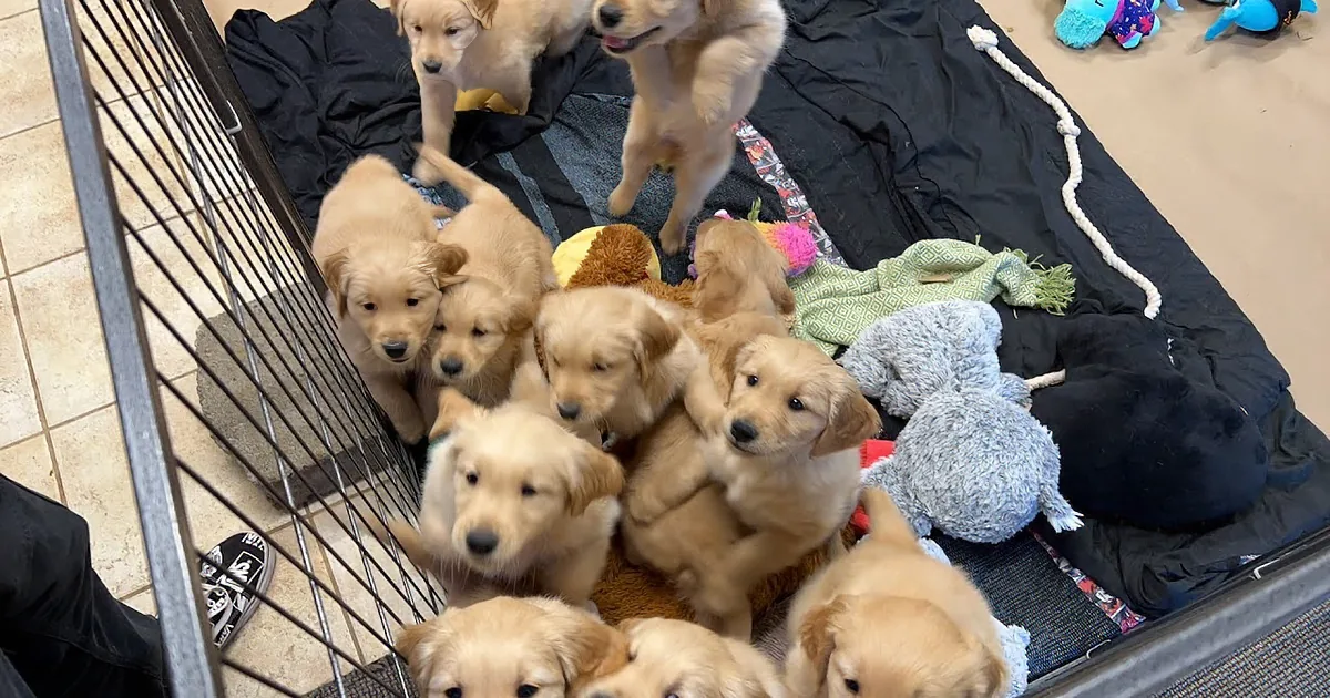Join Golden Retriever Puppies for a Fun Outdoor Adventure