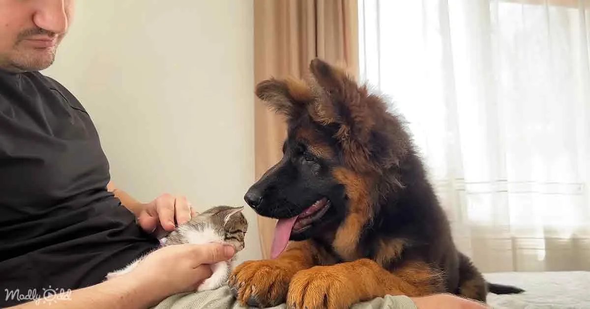 German Shepherd and Kitten