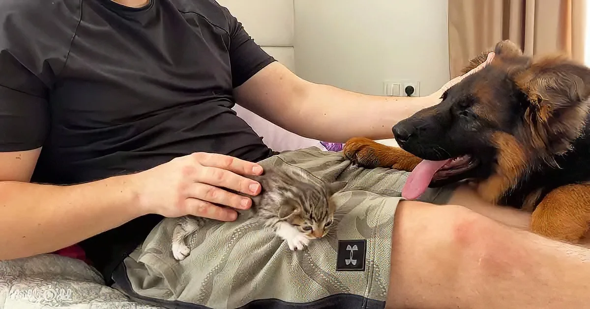 German Shepherd and Kitten