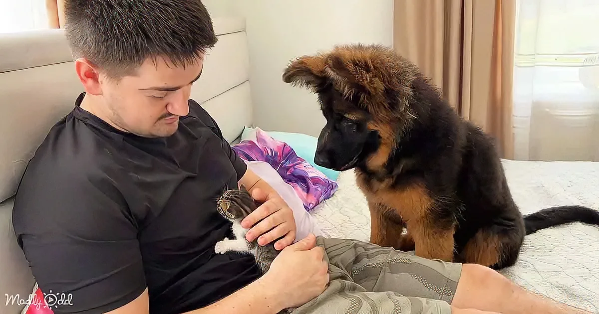 German Shepherd and Kitten