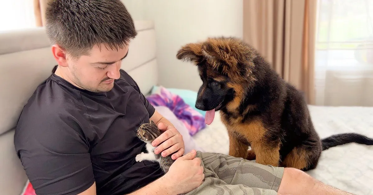 German Shepherd Puppy's Adorable Reaction to Cuddling Tiny Kitten