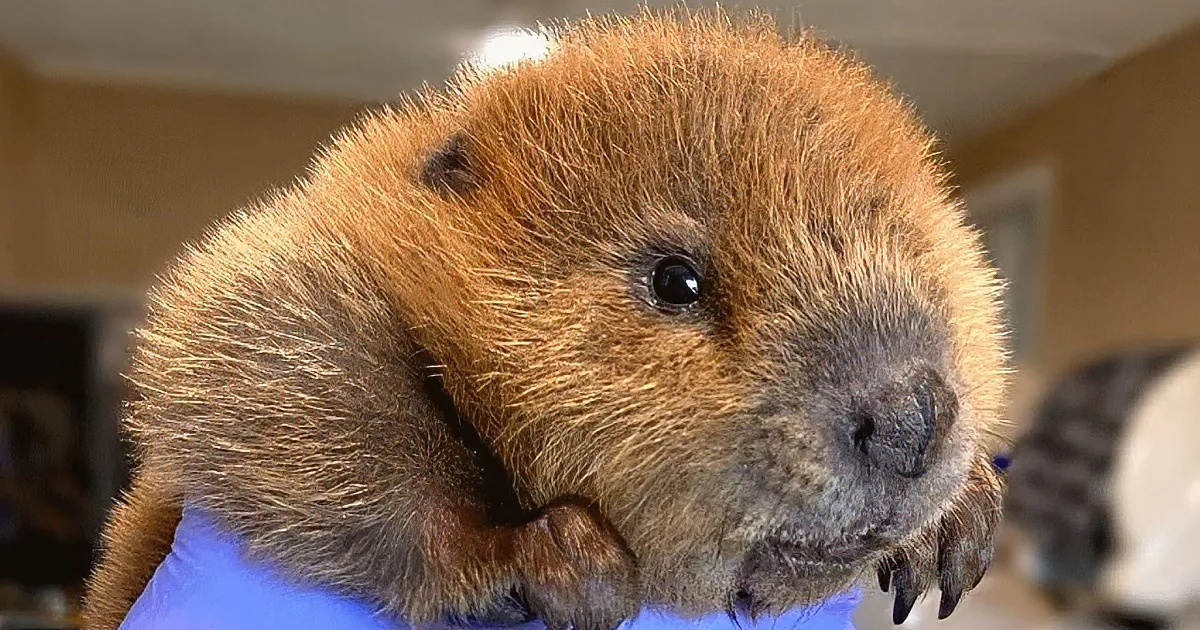 Baby Beaver Astonishes With Genius-Level Object Recognition