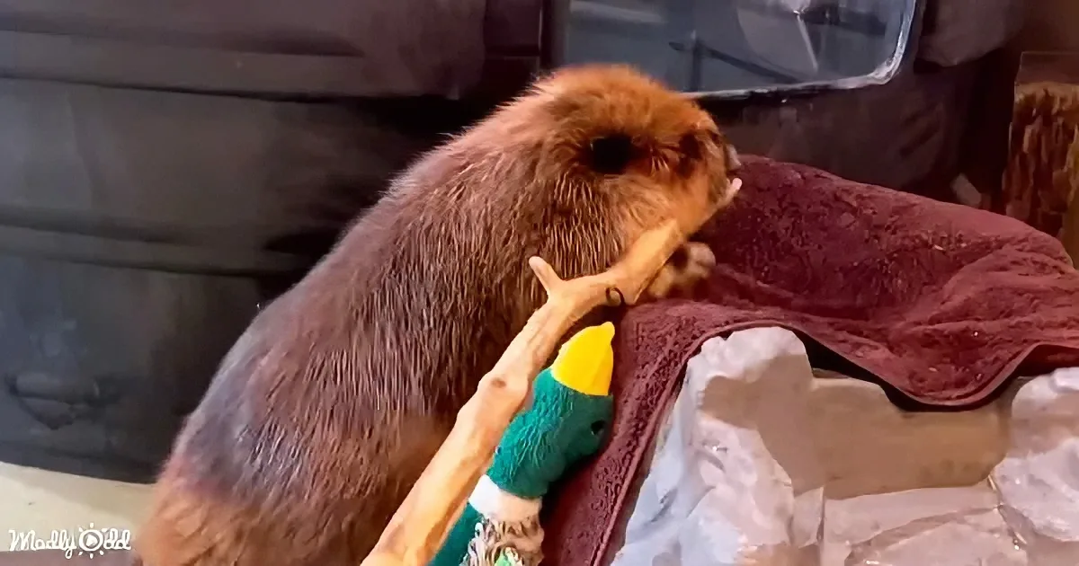 A beaver is holding a stick with a toy attached, seemingly playing with it.