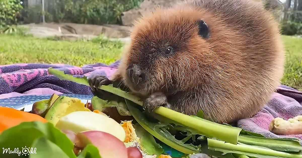 A beaver munches on a celery stick surrounded by colorful vegetables on a blanket.