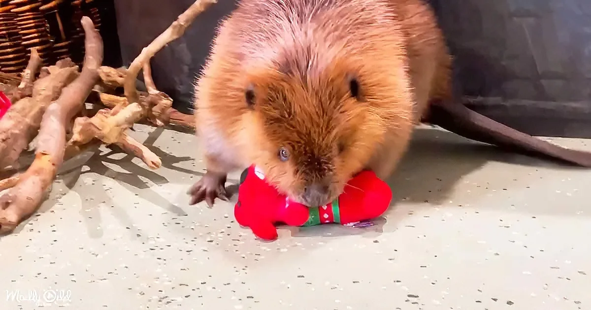 A beaver with wet fur holds a red toy in its mouth, standing on a speckled surface near driftwood and a basket.