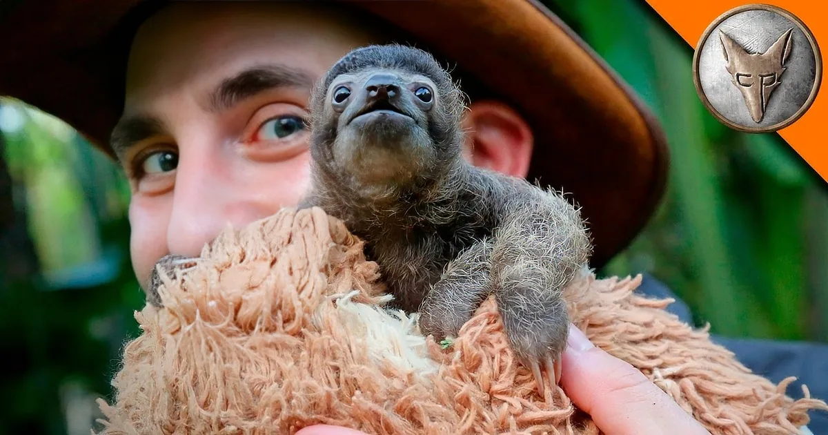 World's Cutest Baby Sloth Guaranteed to Make You Aww