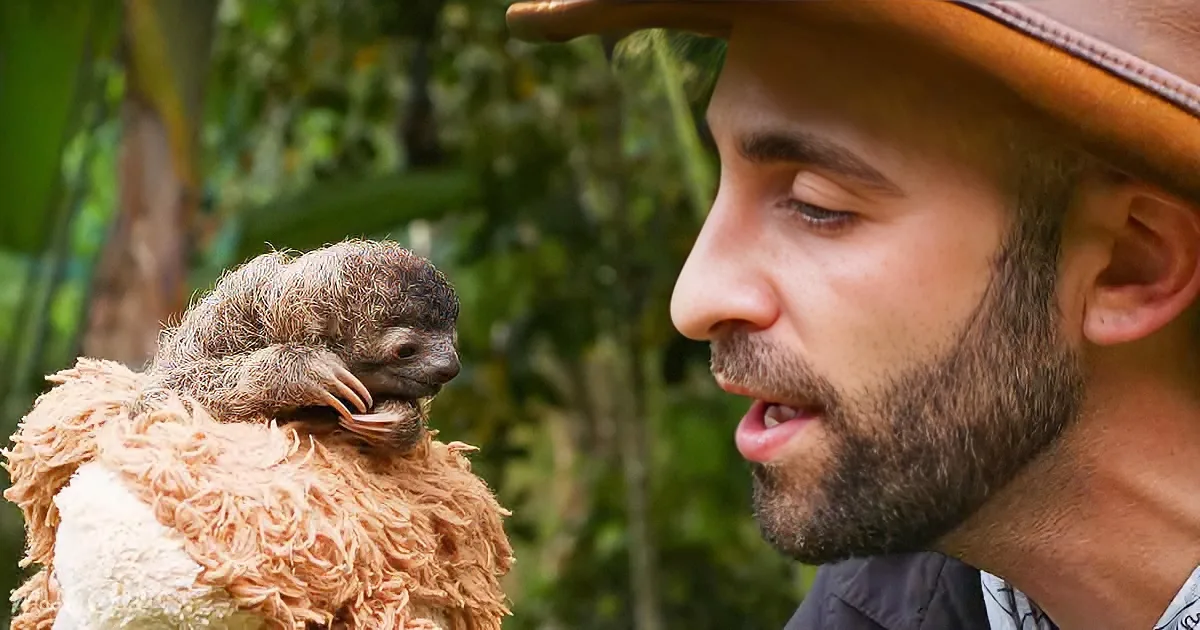 A man in a hat holds a baby sloth on his shoulder, surrounded by greenery.