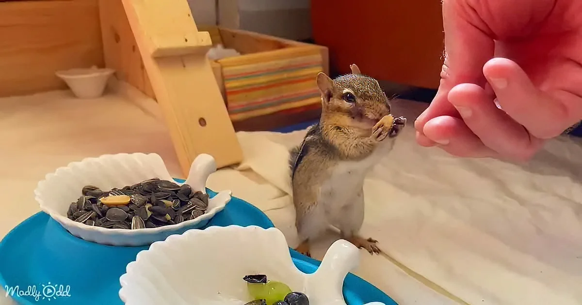 A chipmunk eats from a hand near bowls of seeds and grapes.