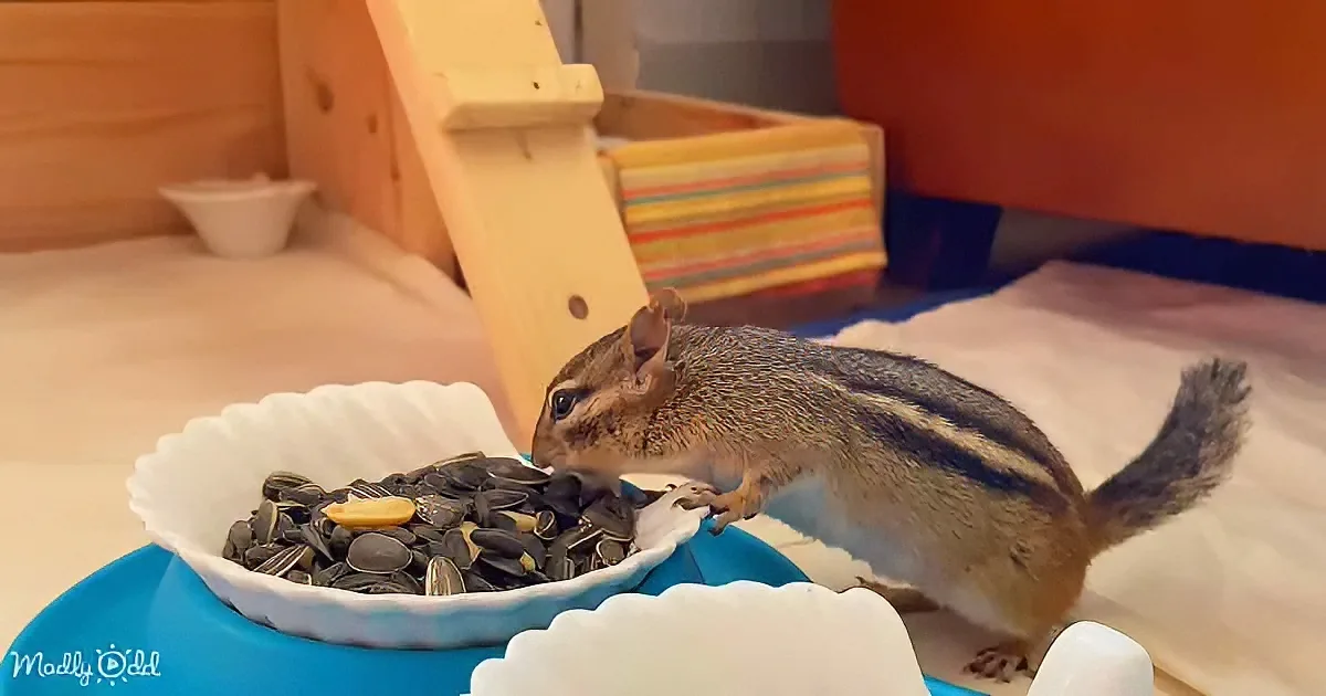 A chipmunk eats sunflower seeds from a blue bowl in a cozy indoor setup.