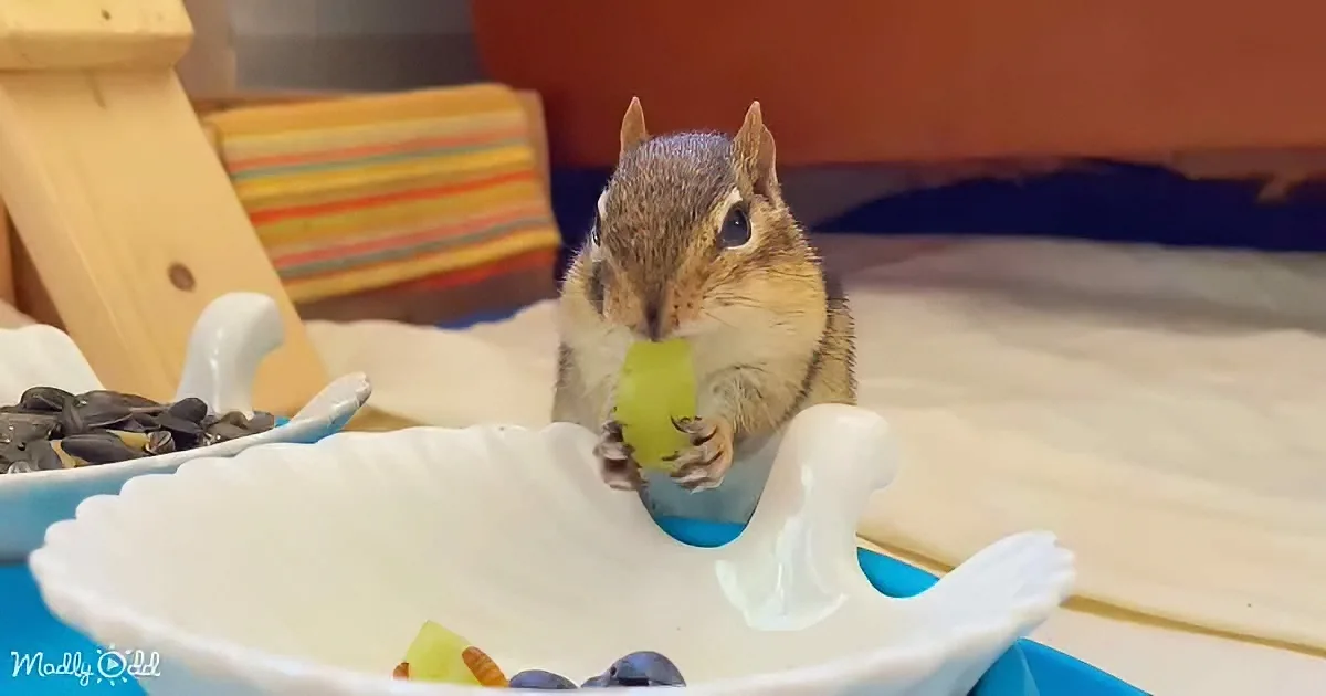 'Chucky the Chipmunk: Internet's New Adorable Sensation'