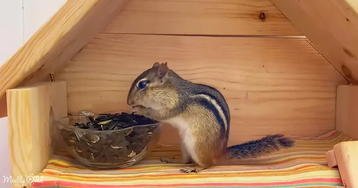 A chipmunk sits inside a wooden shelter, eating seeds from a bowl.