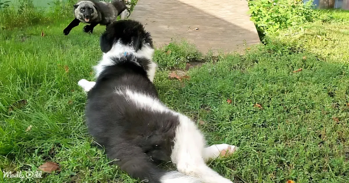Fox and puppy