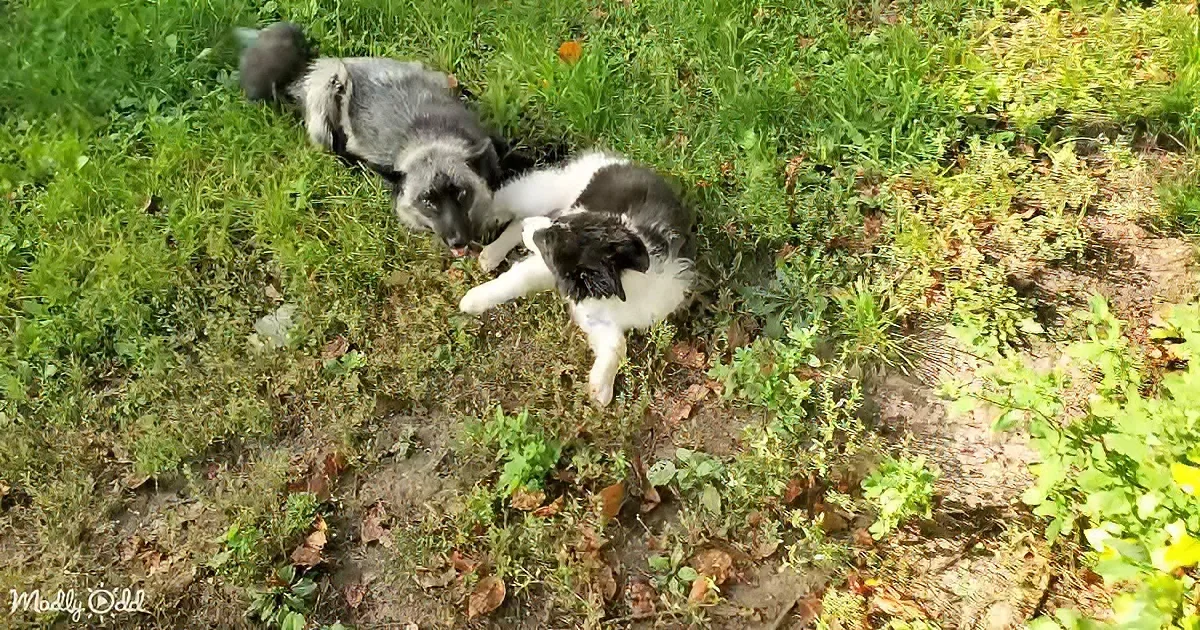 Fox and puppy