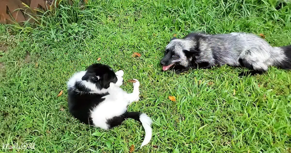 Fox and puppy