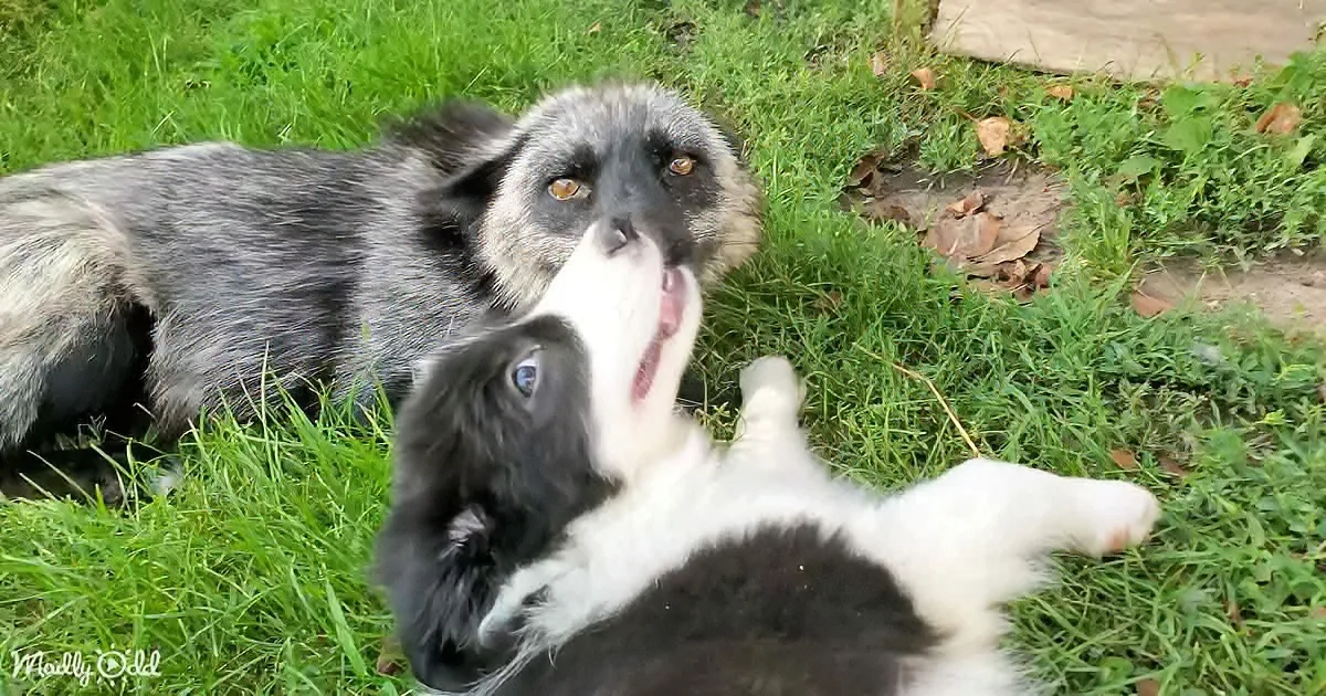 The Unbelievable Happiness of This Fox Will Melt Your Heart