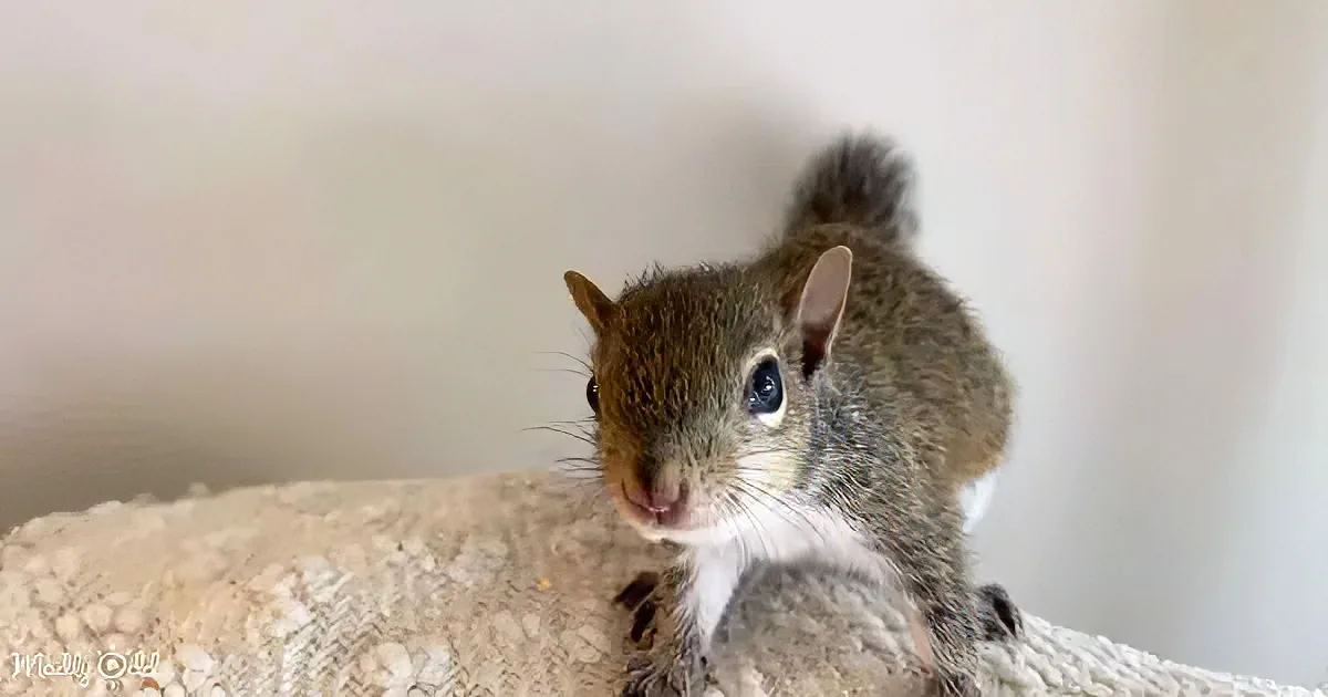 A curious squirrel with a light brown and gray coat sits on a textured surface, looking directly at the camera.