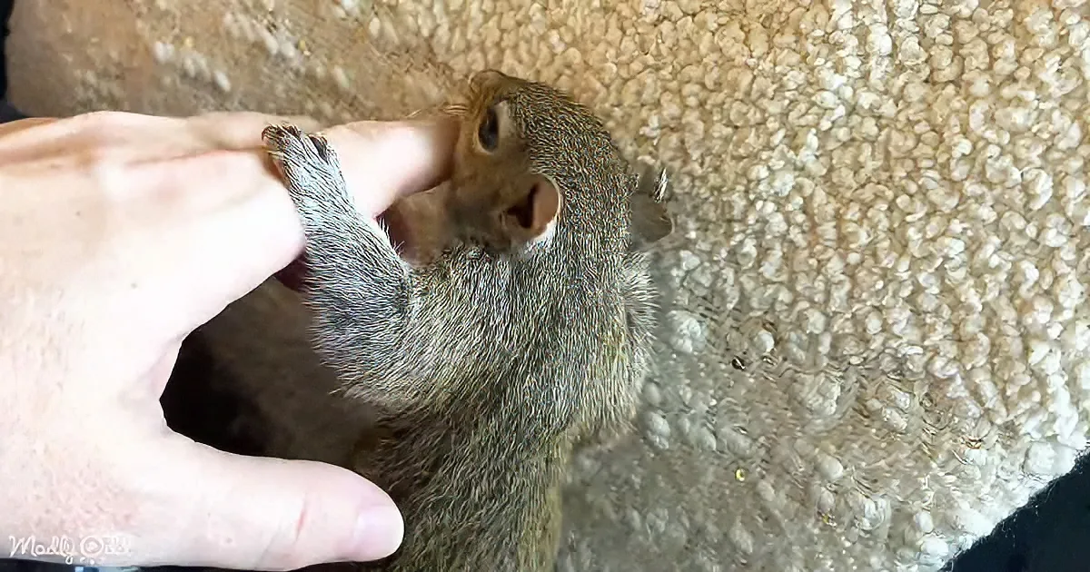 A squirrel is being gently held by a person's hand on a textured beige surface.
