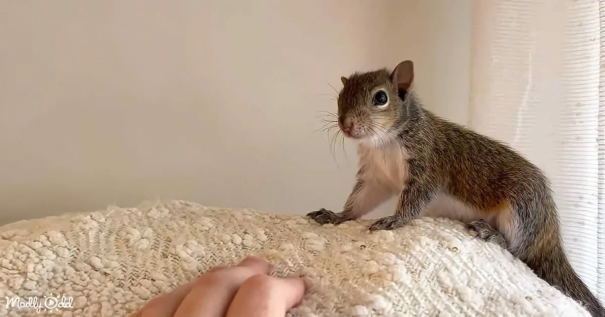 Brucey the Baby Squirrel's Peek-a-Boo Will Brighten Your Day
