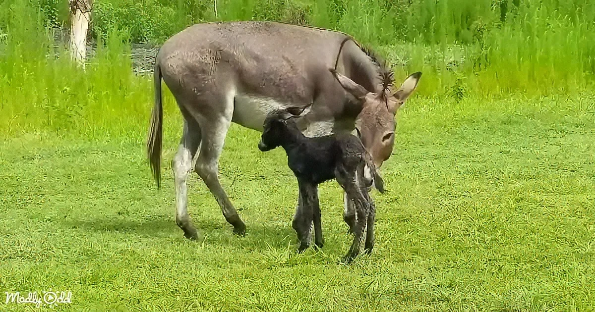 A donkey and its foal stand together on a grassy field, surrounded by lush greenery.