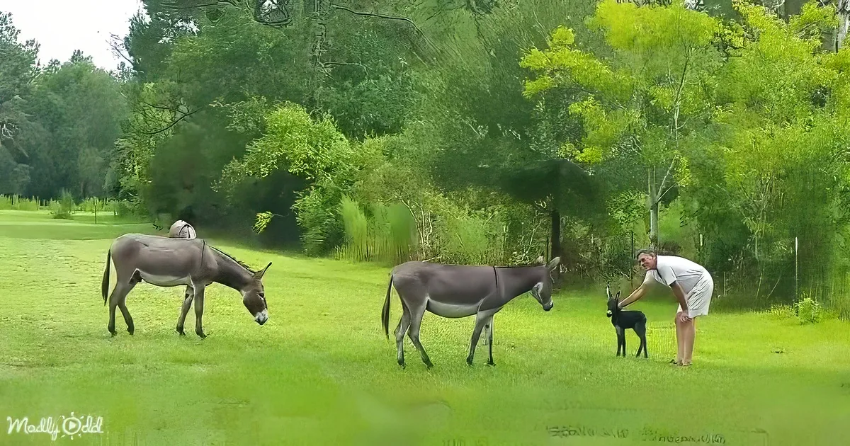 A man pets a baby donkey while two adult donkeys graze nearby in a lush green field.