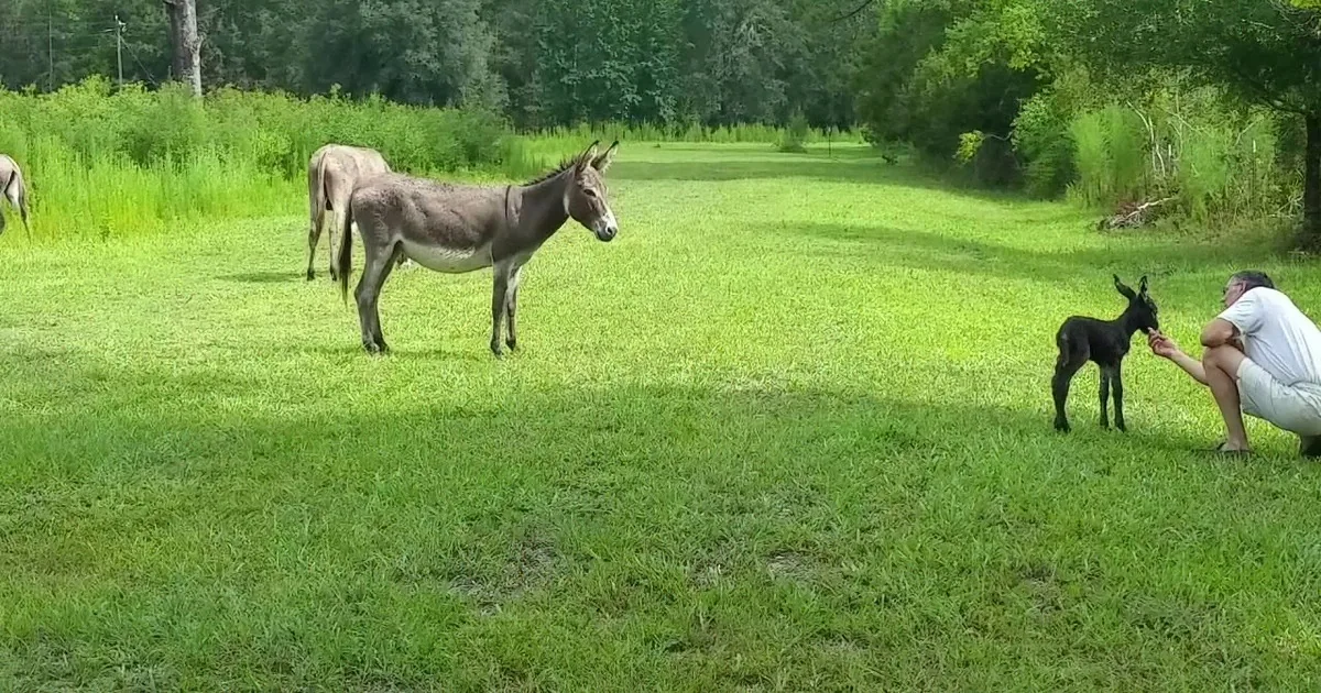 Newborn Donkey Loves Belly Rubs Just Like a Puppy