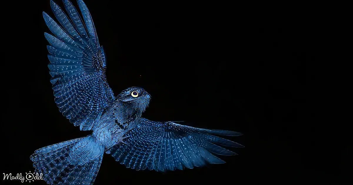 A blue owl with outstretched wings and glowing eyes soars against a dark background.