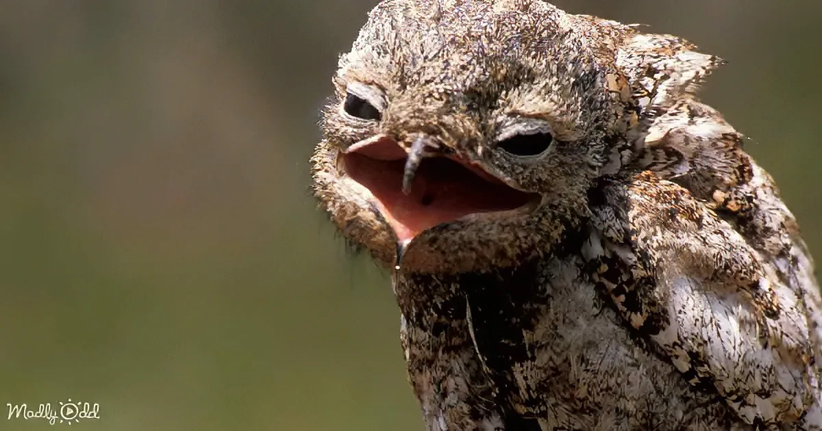 A camouflaged owl with its beak open, showcasing its intricate feather patterns and sharp talons.