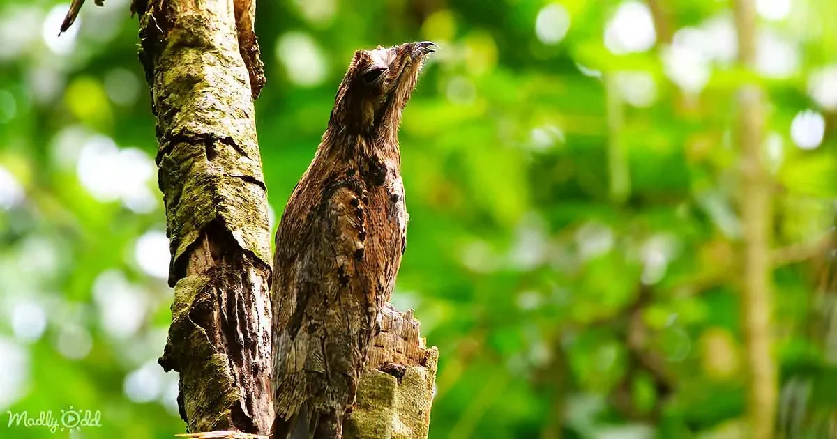 A camouflaged owl perches on a tree trunk, blending with its surroundings in a lush green forest.