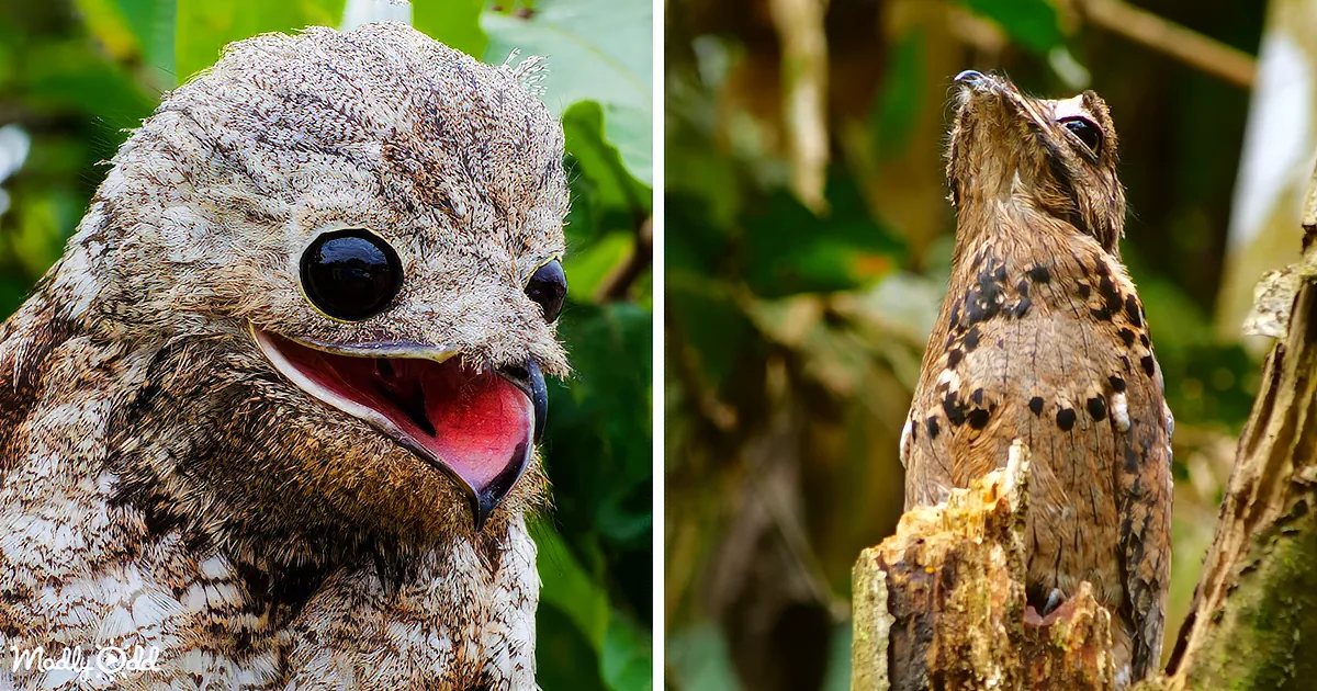 A close-up of a bird with a wide-open beak, showing its red interior, and another bird perched on a tree stump in a...