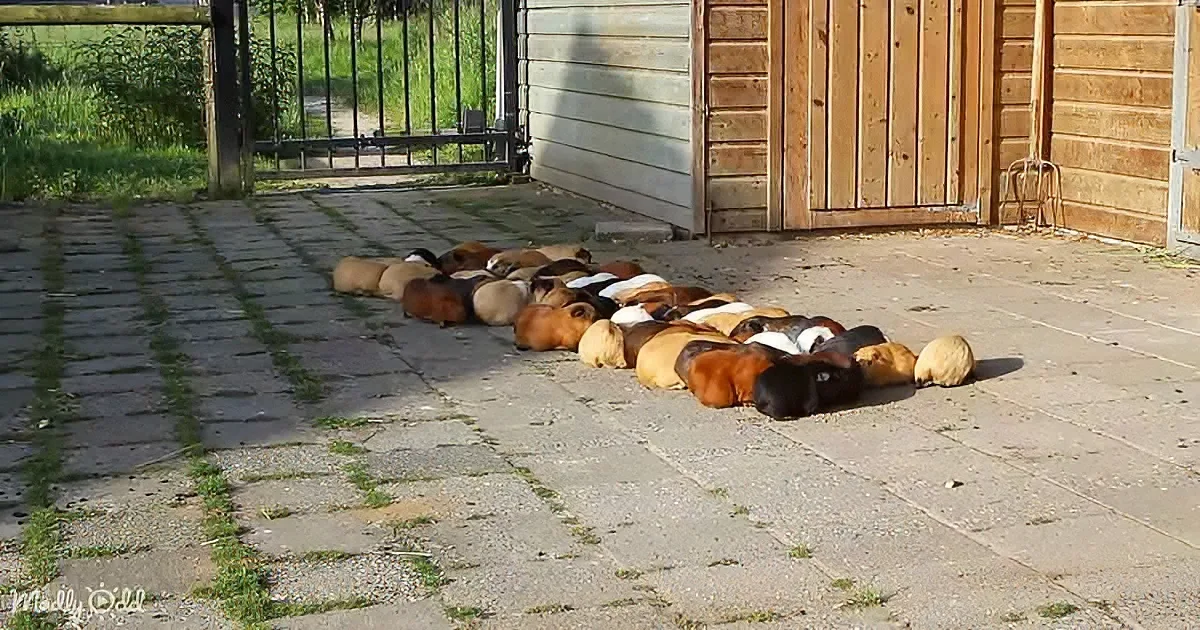 A group of guinea pigs huddle together on a paved area near a wooden shed.