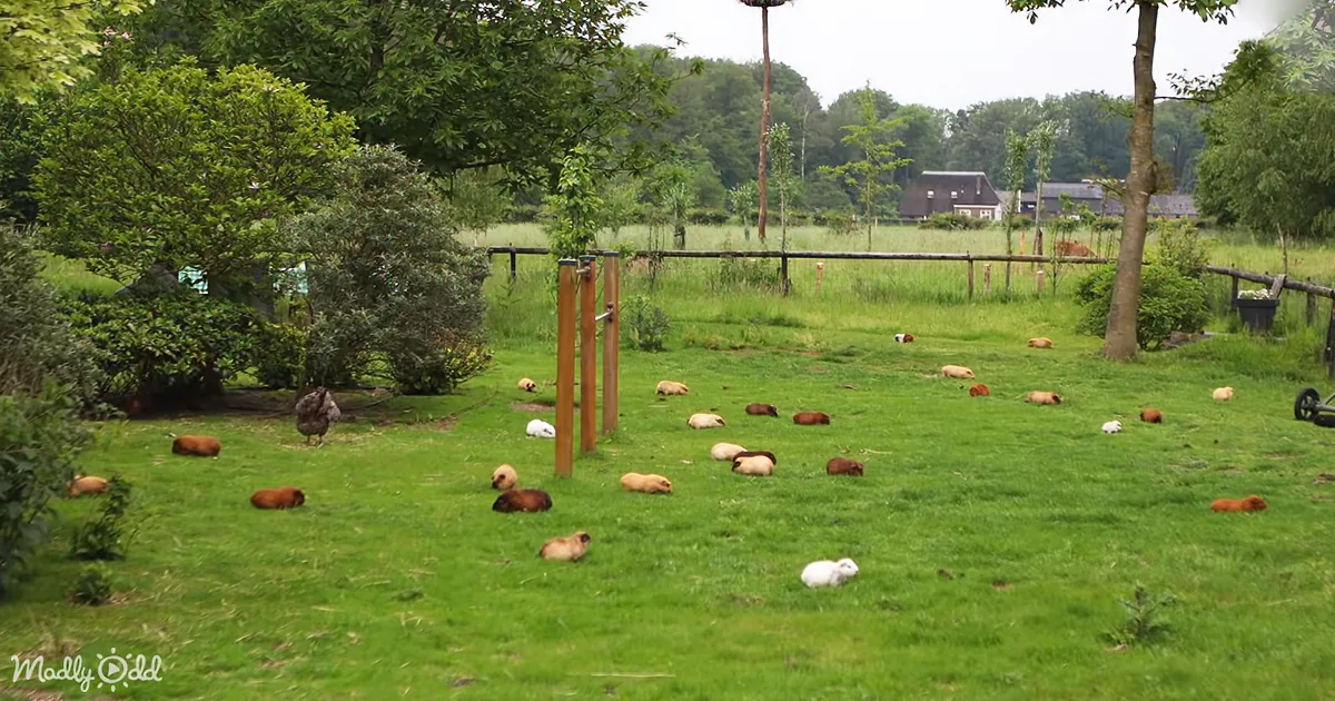 80 Giddy Guinea Pigs Roam Free in Nature's Playground