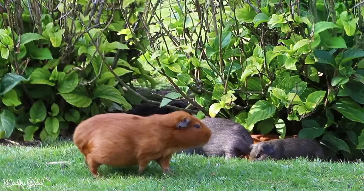 A reddish-brown guinea pig stands on grass near a bush, with a gray guinea pig partially hidden behind it.