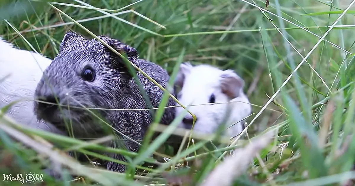 Two guinea pigs, one gray and one white, nestled in green grass, partially obscured by blades.