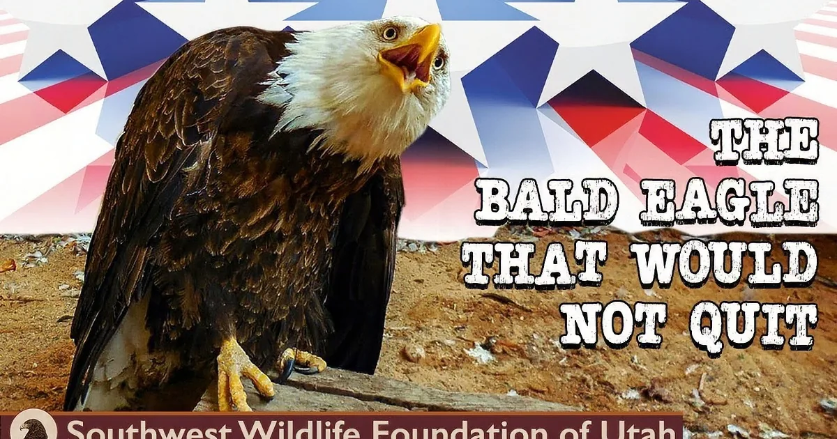 A man holds a bald eagle, wearing a brown jacket, with a white van and open car trunk in the background.
