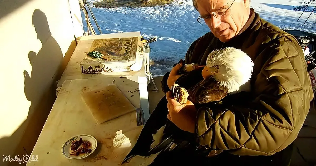 A man holds a bald eagle, feeding it with a syringe, while a book and food are on a table nearby.