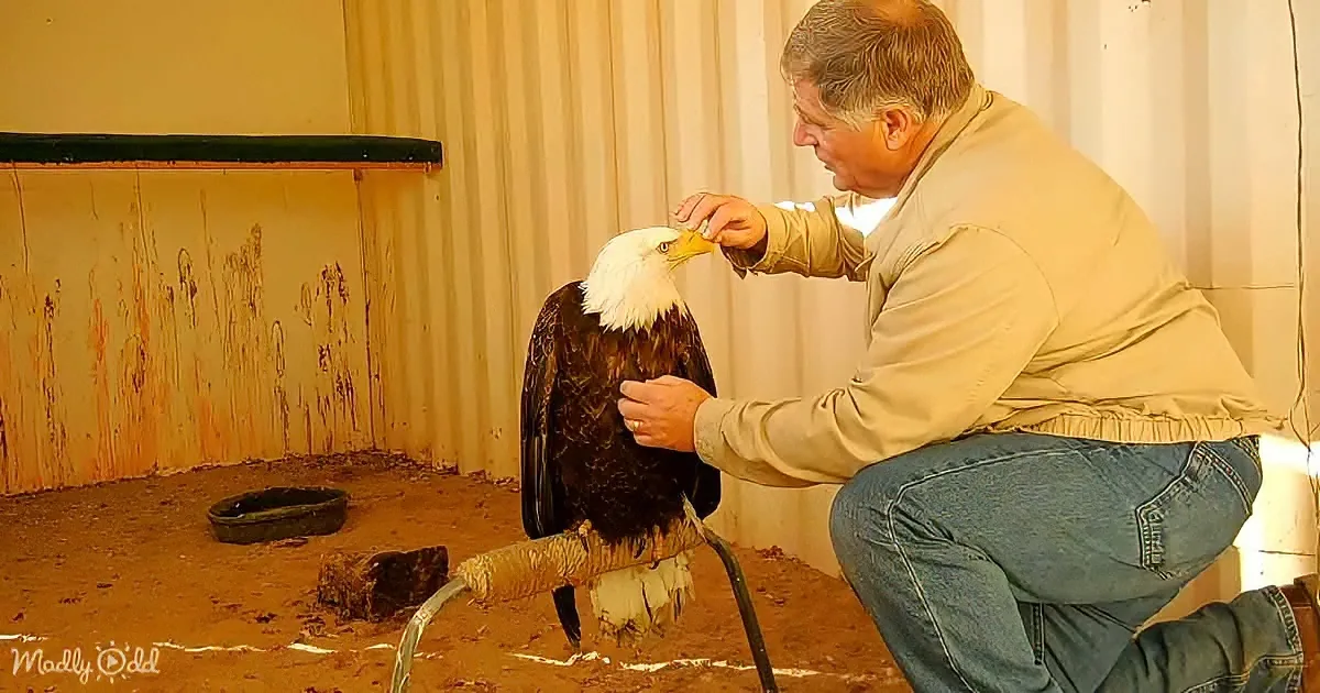A man kneels, gently feeding a perched bald eagle in a rustic indoor setting.