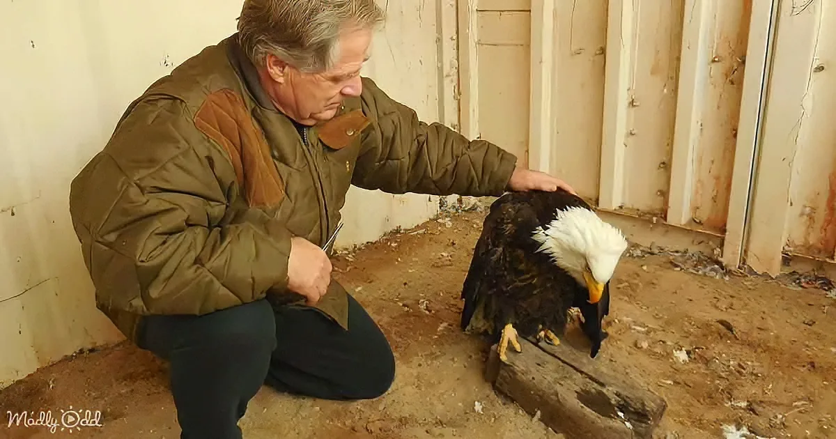 A man kneels, gently holding a bald eagle in a rustic, dirt-floor enclosure.