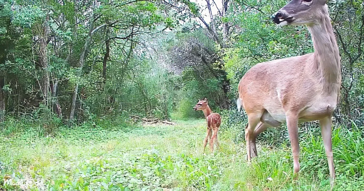 A deer and its fawn stand in a lush green forest clearing, surrounded by dense foliage.