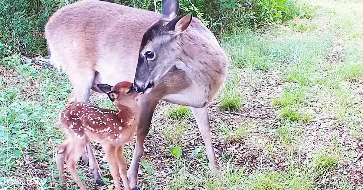 Mama Deer Fights off Coyotes to Defend Her Precious Fawns