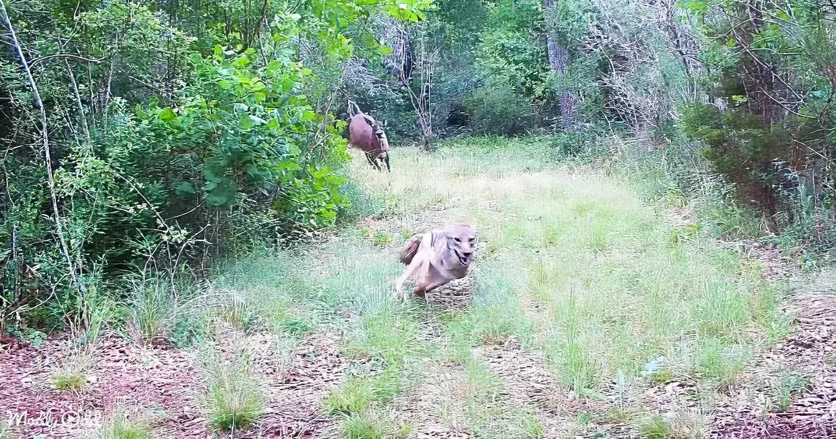 A dog runs through a grassy field with trees in the background.