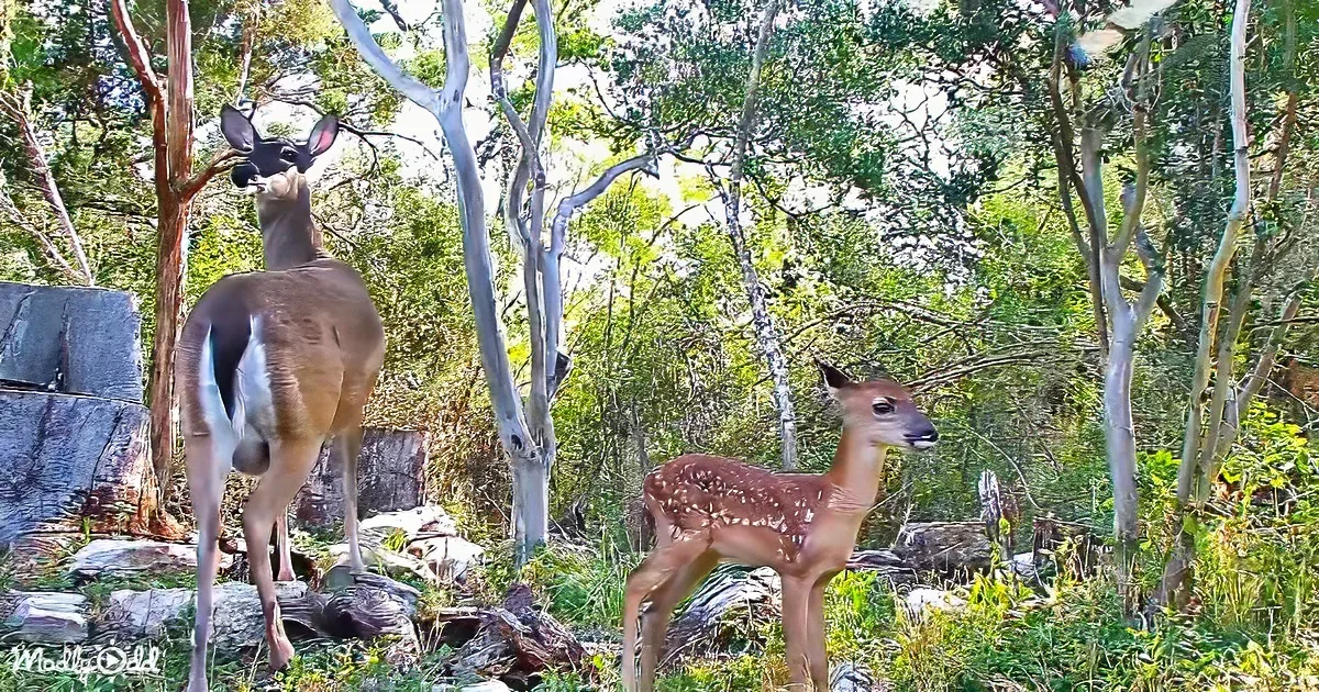 A fawn with its mother stands in a forested area with trees and rocks.