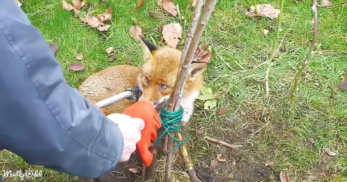 A fox cub rests near a person's gloved hand, surrounded by greenery and a coiled hose.
