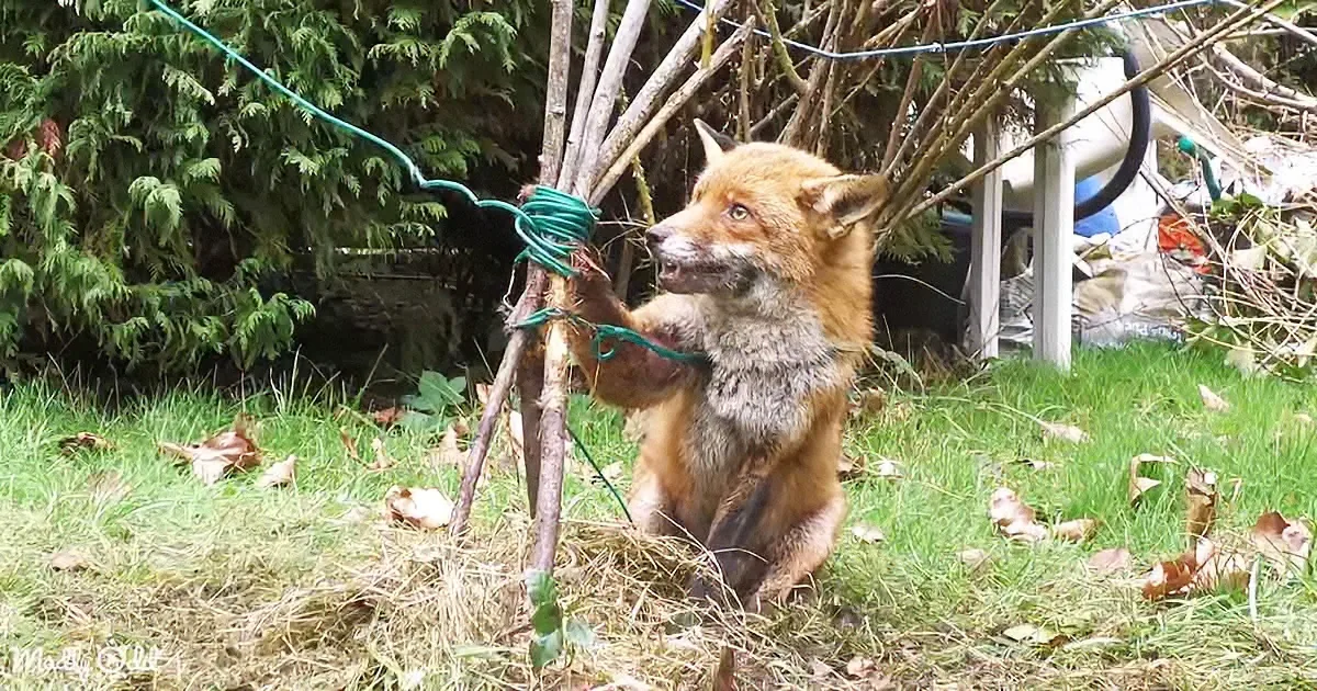 A Tangled Fox Gets a Helping Hand in a Heartfelt Garden Rescue