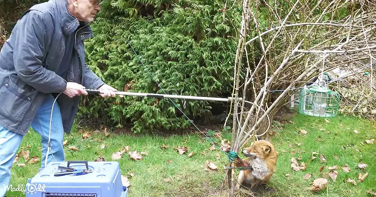 A man uses a long tool to interact with a fox in a grassy area near a bush and a blue box.