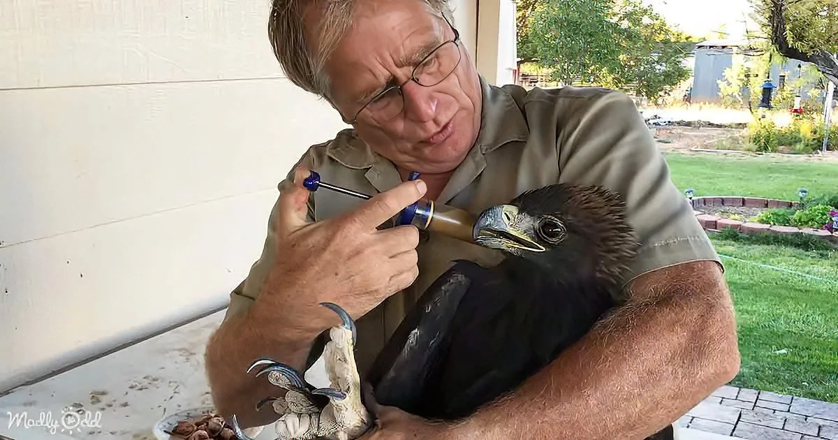A man holds a bird, using a tool near its beak, with a garden and house in the background.