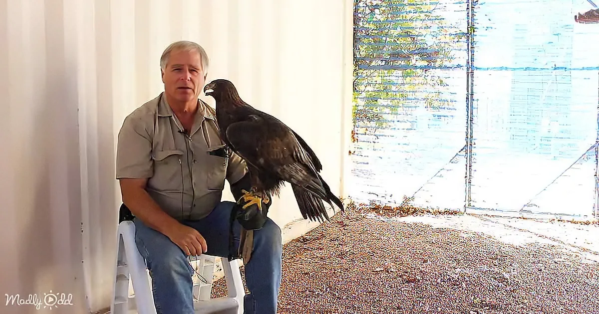 A man sits on a stool, holding a large bird of prey on his gloved hand.