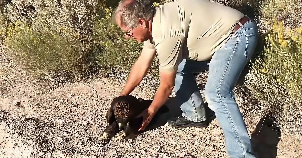 A man in a tan shirt and jeans bends down to pet a bird on the ground in a natural setting.