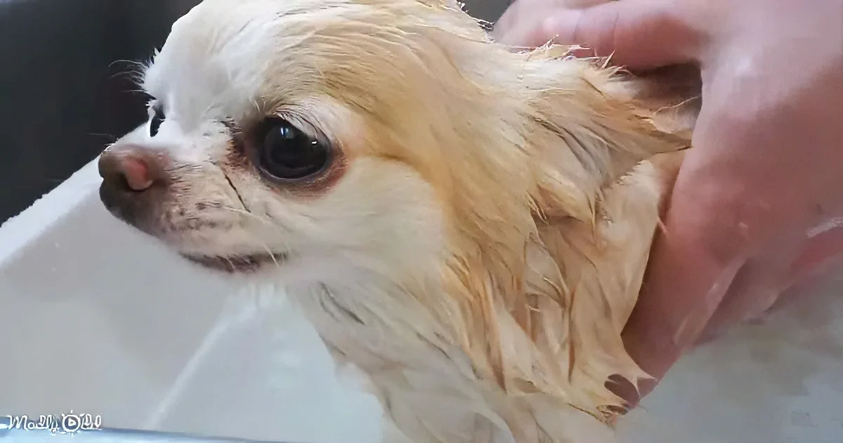 A small, wet dog with a fluffy coat is being bathed by a person.