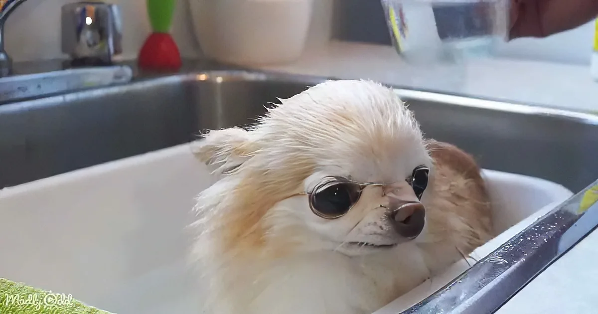 A wet, fluffy dog with a sad expression sits in a white plastic tub in a kitchen sink.