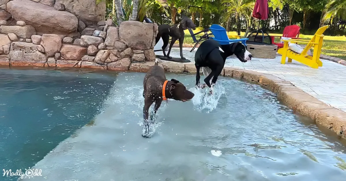 Great Dane and Pointer dog pal